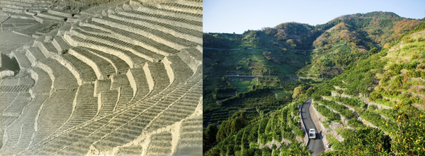 ▲ (왼쪽)에도시대에 만들어진 계단식 밭 석축. (오른쪽)지금의 계단식 밭 ©muchachaen