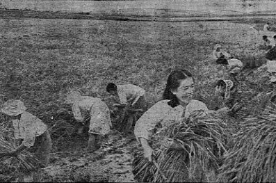 ▲ 개성시 덕암리 정동 농업협동조합 (노동신문 1954년 10월24일)