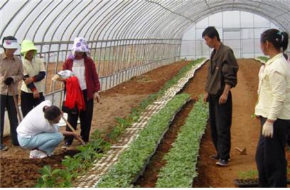 ▲ 북측 농민들이 남측 농민으로부터 딸기 시설재배법을 배우는 장면(2008) ⓒ 경남통일농업협력회
