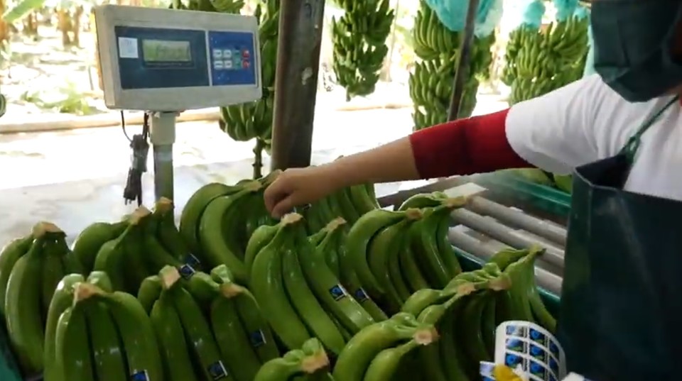▲ 바나나를 무게를 측정하고 있는 장면. AgroFair Benelux 갈무리  
