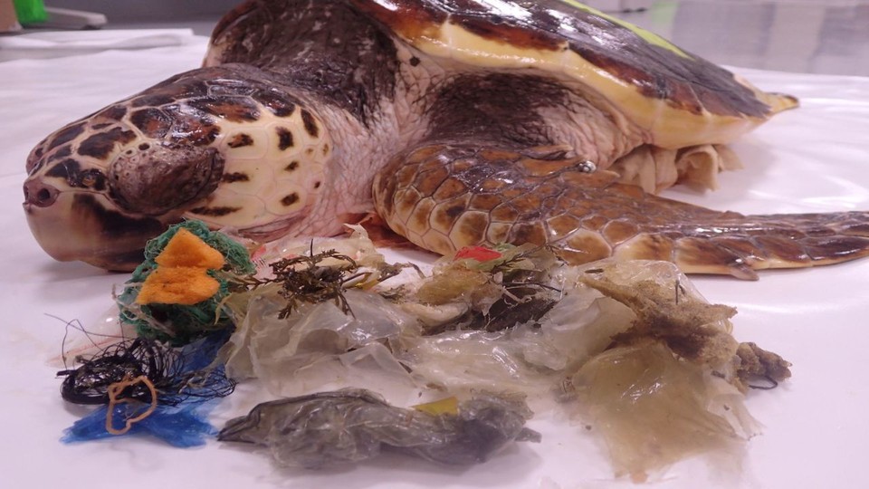 ▲ 2018년 8월 제주 중문에서 방류된 붉은바다거북이가 9월 부산에서 좌초된 채 발견됐다. 거북이 장 속에서 많은 양의 비닐과 플라스틱이 발견됐다. ⓒSBS