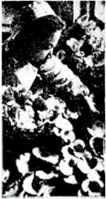 ▲ 남포식료생산협동조합의 느타리버섯 생산 (노동신문 1966년 4월 14일)