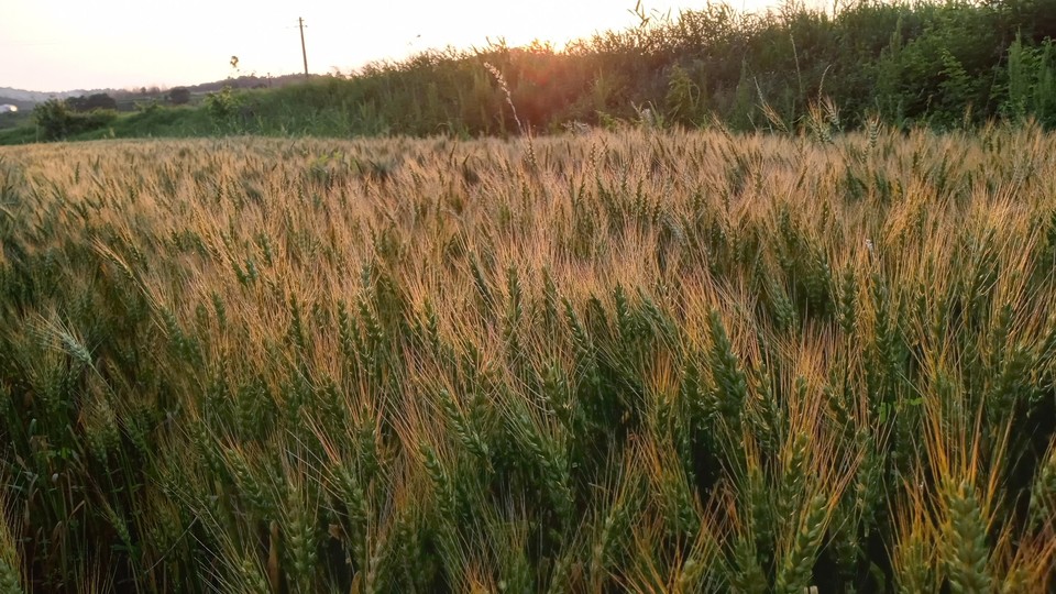 ▲ 5월의 어느날 저녁무렵 '니나의 밀밭' 풍경 ⓒ니나의 밀밭