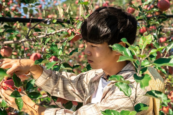 ▲ 사과를 재배하는 모습. ⓒ청년연구소